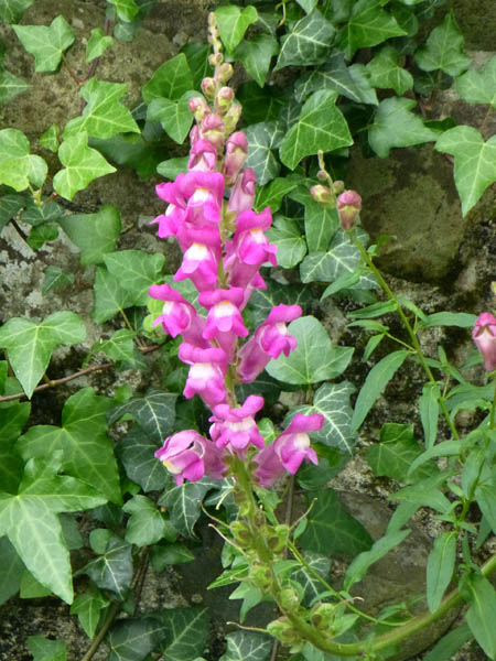 Antirrhinum majus